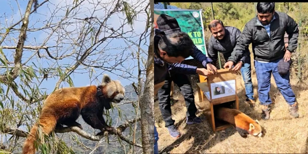 Darjeeling’s Padmaja Naidu Himalayan Zoo's red panda program selected as finalist for 2024 WAZA Conservation Award Darjeeling’s Padmaja Naidu Himalayan Zoo's red panda program selected as finalist for 2024 WAZA Conservation Award